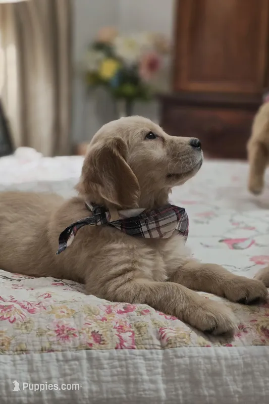 Champion Golden Retrievers White – Golden Retriever puppy for sale in Sacramento, CA