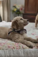 Champion Golden Retrievers White, a female Golden Retriever for sale in Sacramento, CA – Photo 4 of 10