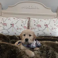 Champion Golden Retrievers White, a female Golden Retriever for sale in Sacramento, CA – Photo 5 of 10