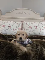 Champion Golden Retrievers White, a female Golden Retriever for sale in Sacramento, CA – Photo 2 of 10