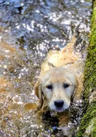 Champion Golden Retrievers White, a female Golden Retriever for sale in Sacramento, CA – Photo 2 of 10