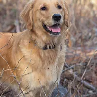 Champion Golden Retrievers White, a female Golden Retriever for sale in Sacramento, CA – Photo 10 of 10