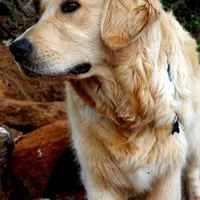 Champion Golden Retrievers White, a female Golden Retriever for sale in Sacramento, CA – Photo 9 of 10