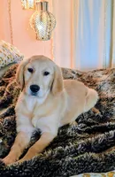 Champion Golden Retrievers White, a female Golden Retriever for sale in Sacramento, CA – 4 of 10