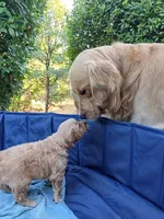 Champion Golden Retrievers White, a female Golden Retriever for sale in Sacramento, CA – Photo 5 of 10