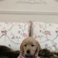 Champion Golden Retrievers Pink, a female Golden Retriever for sale in Sacramento, CA – Photo 4 of 10