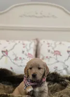 Champion Golden Retrievers Pink, a female Golden Retriever for sale in Sacramento, CA – Photo 3 of 10