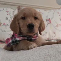 Champion Golden Retrievers Pink, a female Golden Retriever for sale in Sacramento, CA – Photo 2 of 10