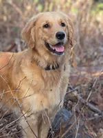 Champion Golden Retrievers Pink, a female Golden Retriever for sale in Sacramento, CA – Photo 7 of 10