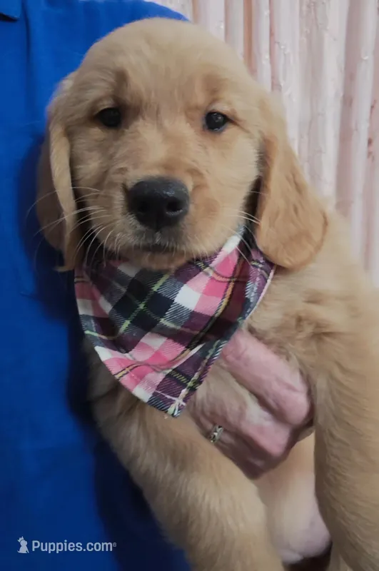 Champion Golden Retrievers Pink