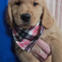 Champion Golden Retrievers Pink, a female Golden Retriever for sale in Sacramento, CA – Photo 1 of 10