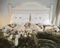 Champion Golden Retrievers Pink, a female Golden Retriever for sale in Sacramento, CA – Photo 10 of 10