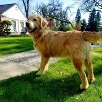 Champion Golden Retrievers Pink, a female Golden Retriever for sale in Sacramento, CA – Photo 5 of 10