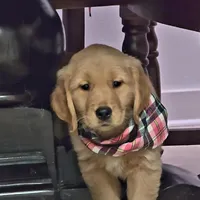 Champion Golden Retrievers Pink, a female Golden Retriever for sale in Sacramento, CA – Photo 3 of 10