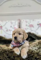Champion Golden Retrievers Pink, a female Golden Retriever for sale in Sacramento, CA – Photo 2 of 10