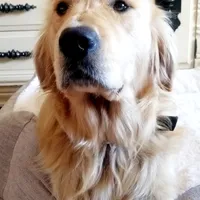 Champion Golden Retrievers Pink, a female Golden Retriever for sale in Sacramento, CA – Photo 6 of 10