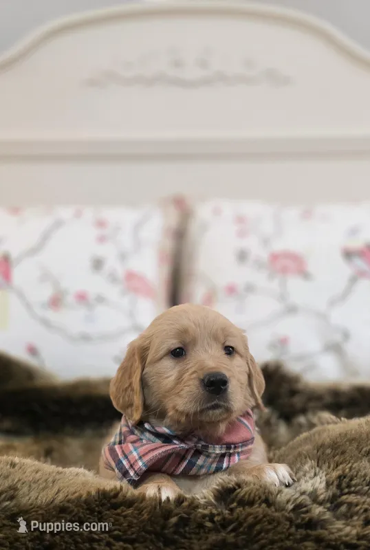 Champion Golden Retrievers Pink