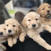 Champion Golden Retrievers Pink, a female Golden Retriever for sale in Sacramento, CA – Photo 10 of 10