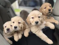 Champion Golden Retrievers Pink, a female Golden Retriever for sale in Sacramento, CA – Photo 9 of 10
