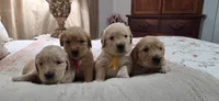 Akc Golden Retriever Orange , a female Golden Retriever for sale in Sacramento, CA – 5 of 9