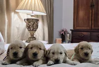 Akc Golden Retrievers Blue, a male Golden Retriever for sale in Sacramento, CA – 2 of 9