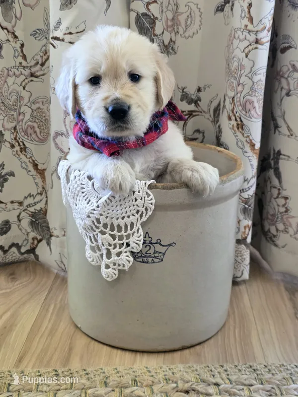 Akc Golden Retriever Red – Golden Retriever puppy for sale in Sacramento, CA