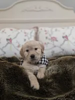 Champion Golden Retrievers Black, a male Golden Retriever for sale in Sacramento, CA – Photo 3 of 10