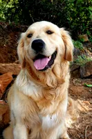 Champion Golden Retrievers Black, a male Golden Retriever for sale in Sacramento, CA – Photo 6 of 10