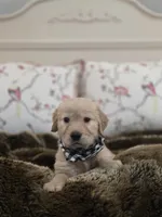 Champion Golden Retrievers Black, a male Golden Retriever for sale in Sacramento, CA – Photo 2 of 10