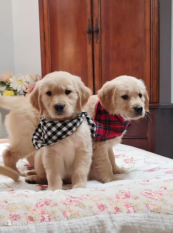 Champion Golden Retrievers Black – Golden Retriever puppy for sale in Sacramento, CA