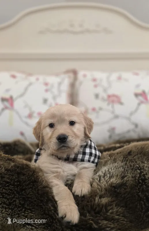 Champion Golden Retrievers Black