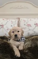 Champion Golden Retrievers Black, a male Golden Retriever for sale in Sacramento, CA – Photo 1 of 10