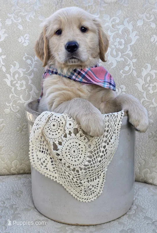 Akc Golden Retriever Pink – Golden Retriever puppy for sale in Sacramento, CA