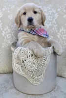 Akc Golden Retriever Pink, a female Golden Retriever for sale in Sacramento, CA – 1 of 7