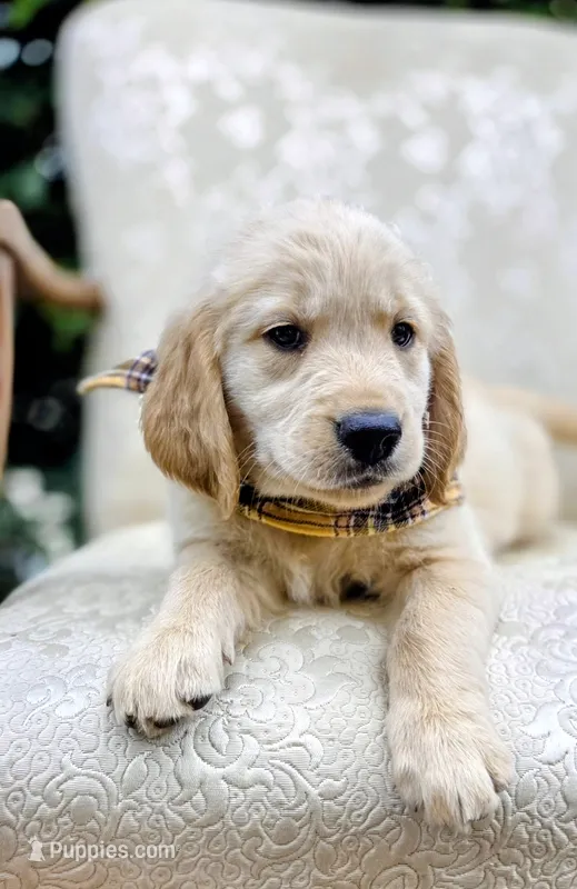 AKC Golden Retriever Yellow – Golden Retriever puppy for sale in Sacramento, CA