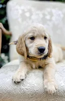 AKC Golden Retriever Yellow, a female Golden Retriever for sale in Sacramento, CA – 1 of 9