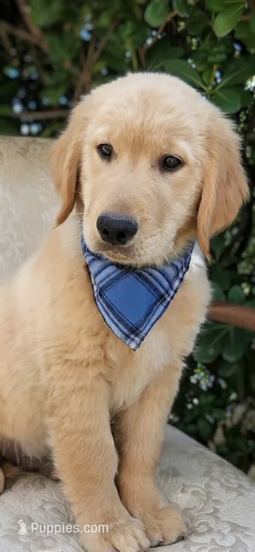 Akc Golden Retrievers Blue – Golden Retriever puppy for sale in Sacramento, CA