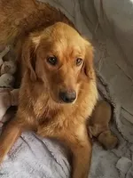 Akc Golden Retriever Yellow , a female Golden Retriever for sale in Sacramento, CA – 6 of 9