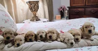 Akc Golden Retrievers Blue, a male Golden Retriever for sale in Sacramento, CA – 3 of 9
