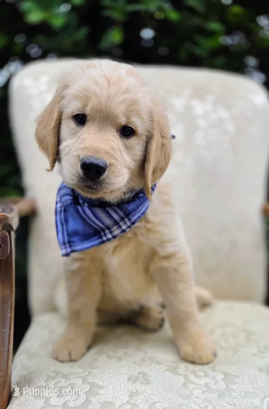 Akc Golden Retrievers Blue – Golden Retriever puppy for sale in Sacramento, CA