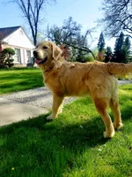 Akc Golden Retriever Orange , a female Golden Retriever for sale in Sacramento, CA – 6 of 9