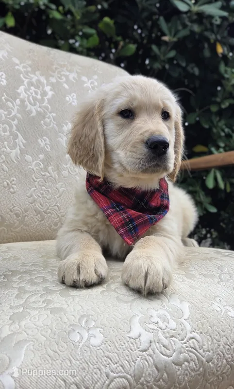 Akc Golden Retriever Red – Golden Retriever puppy for sale in Sacramento, CA