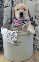 Akc Golden Retriever Pink, a female Golden Retriever for sale in Sacramento, CA – 2 of 7