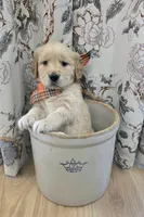 Akc Golden Retriever Orange , a female Golden Retriever for sale in Sacramento, CA – 2 of 9