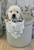 Akc Golden Retriever Yellow , a female Golden Retriever for sale in Sacramento, CA – 2 of 9