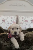 Champion Golden Retrievers Red, a male Golden Retriever for sale in Sacramento, CA – Photo 1 of 10