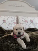 Champion Golden Retrievers Red, a male Golden Retriever for sale in Sacramento, CA – Photo 2 of 10