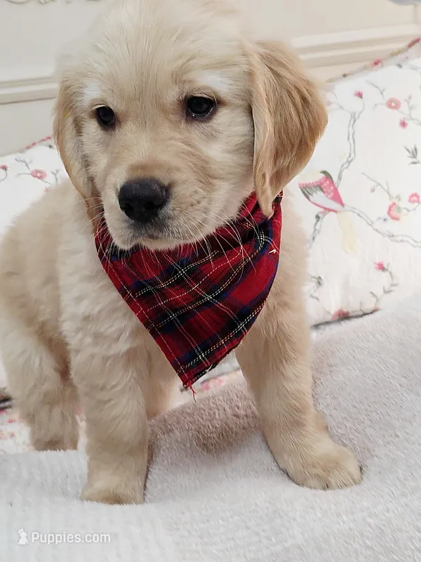 Champion Golden Retrievers Red