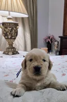 Akc Golden Retriever Black, a male Golden Retriever for sale in Sacramento, CA – 2 of 9