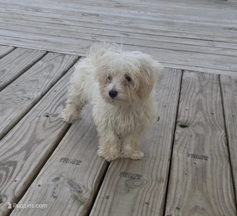 Stuart – Maltipoo puppy for sale in Monroeville, IN